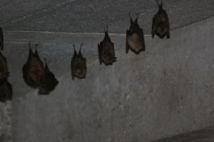 The bat crew