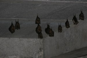 Look! They're wearing pants!