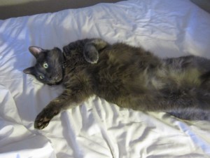 Maid came to change mah sheets!