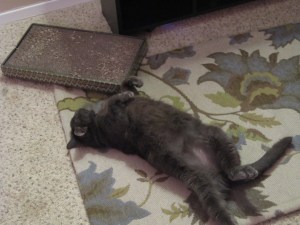 Belly rubs pleeze and thanks sez the Ronnie James