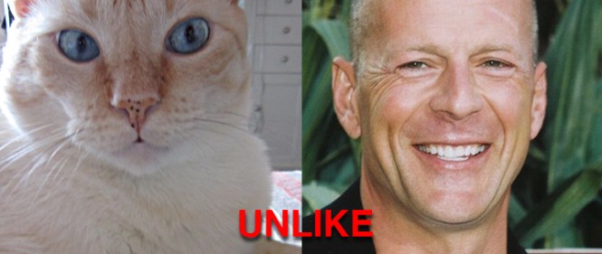 Nounours (formerly known as Bruce Willis) on the left, Bruce Willis on the right. UNLIKE.