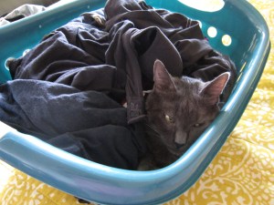 thatasianlookingchick.com-WrahWrah-Basket-01