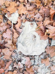 A fossil amongst the fallen leaves in the creek-bed