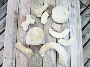 Our collected fossils