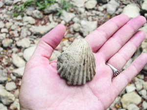 A perfect little fossilized shell!