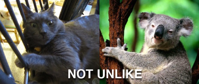 Ronnie James (aka Wrah-Wrah) on the left. Koala bear on the right. = KoWrahWrah bear. NOT UNLIKE.