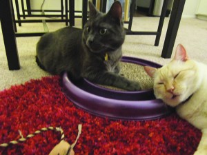 Ronnie James on alert, as usual. Nounours crashed out, as usual.