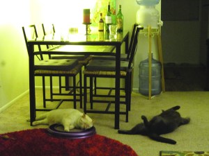 Sleeping and yoga - the two things kitties do best.