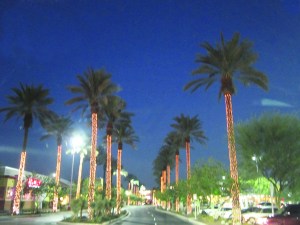 Phoenix date palms lit up for the holidays