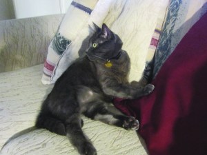 Ronnie James at home on the love seat!