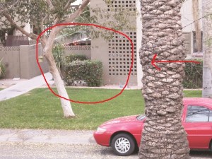 Exhibit D: Christmas lights (hard to see in the daylight!)