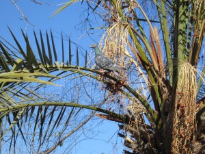 Hmm, this bird looks familiar...