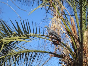 It was the emerald sheen on his outstretched neck that caught my eye first.