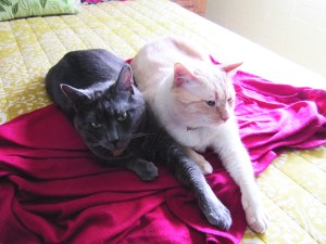 Look, Mom! Parallel arms!