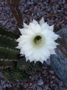 A perfect cactus bloom from my house in a past life. 