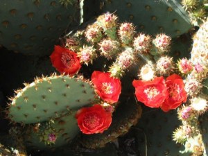 Spring in the desert is always the dawn!