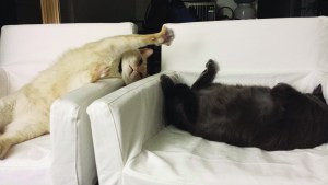 We could not have invented more perfect chairs for kitties if we wanted to.