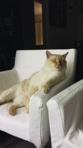 Commercial! Where's mah remote?