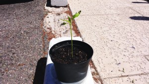 Alive and proud! I should have taken a "before" picture!