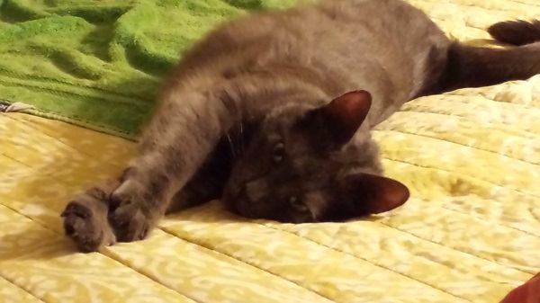 Hi. You can call me the Wrah-Wrah.