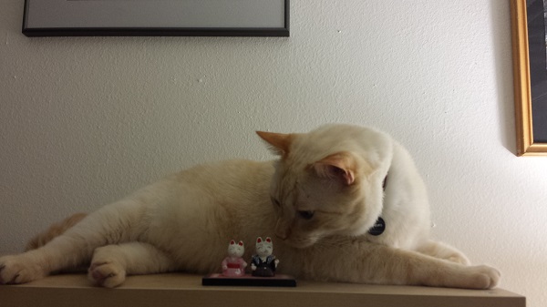 A Feliway'd Nounours on the eve of our move.