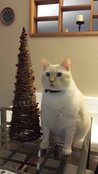 Pretending to be a tree kitty of the Nounours persuasion.