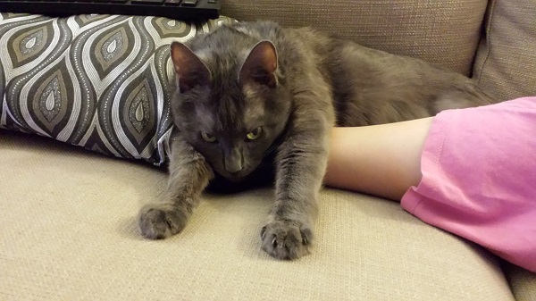 Wrah-Wrah in his favorite dragon stance on his Mommy's foot.