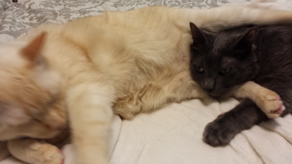 THE STRUGGLE IS REAL. (Mom, why are you just standing there holding a camera and laughing? HELP ME!)