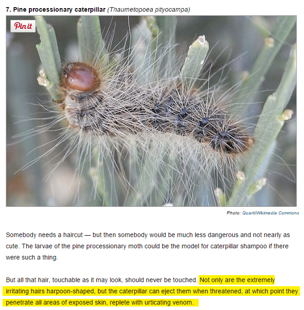 thatasianlookingchick.com-pineprocessionarycaterpillar