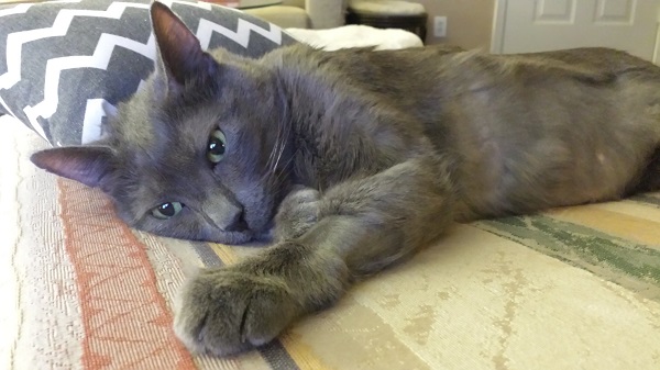 Ronnie James the night before his big surgery adventure! (4/3/2015)