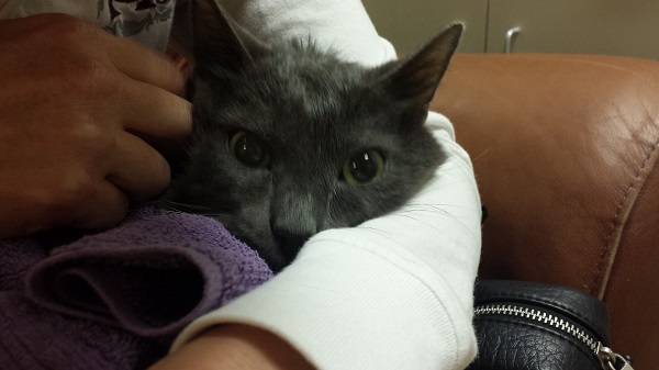 Saturday, 4/4/2015, Day One: The day after his surgery, we went from the gym directly to the hospital to visit Ronnie James. We were allowed to hold him. He was so out of it and scared!