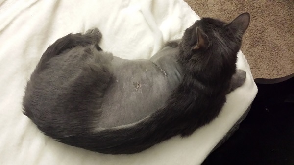 His fur had been shaved so precisely for the surgery, it looks like he's wearing half a coat! That spot in the center is where his chest tube had been.