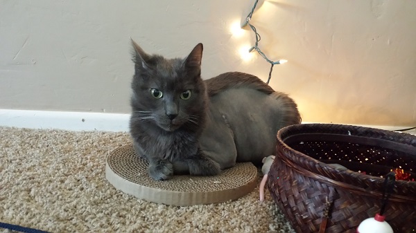 Tuesday, 4/7/2015, Day Four: We had a rhythm going with Ronnie James' after-care. Between his different meds and his compress treatments, there's something to be done six times each day. He's doing so well!