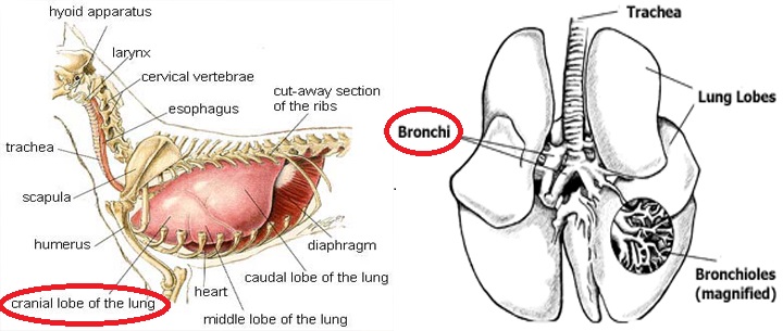 Ronnie James' left cranial lung lobe, part of an adjacent lobe, and the mass were removed. The mass seemed to stem from one of his bronchi.