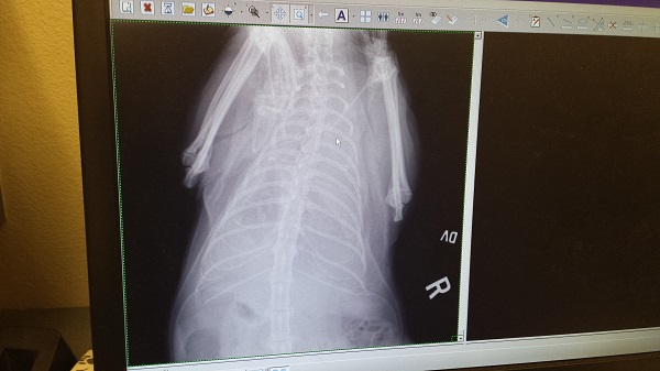 Thursday, 4/23/2015 - Wrah-Wrah's chest cavity is completely filled with fluid. No lung is visible.