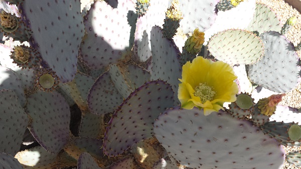 Spring in the desert is my favorite!