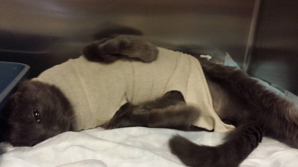 Ronnie James, our little dragon.