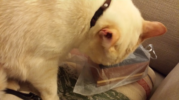 He seemed to be confused and almost frantic trying to get the box open.