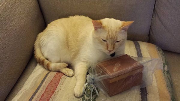 And sometimes, we find Nounours just sitting protectively over his brother, like he used to.