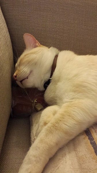 Resting his head on the Wrah-Wrah's urn, purring.