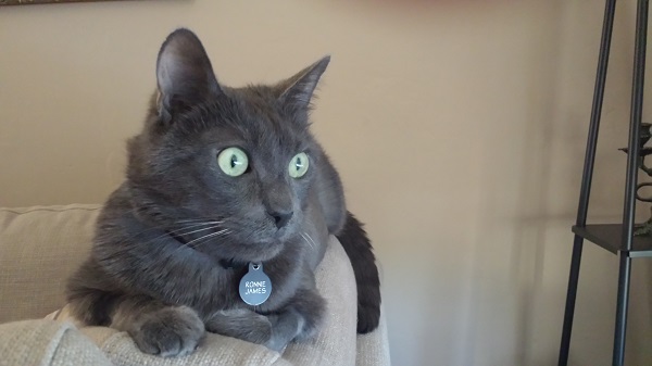 The Wrah-Wrah looking so alert! You can see the wheels turning in his head, too.