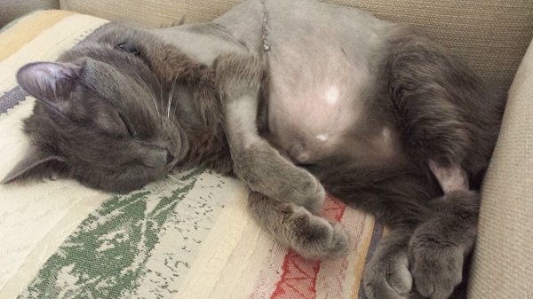 Ronnie James sleeping next to me on his cushion on May 14 - his last day in this world.