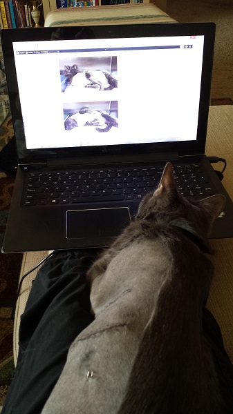 Stretched out on my legs, looking at pictures of himself.