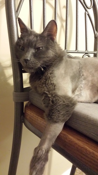 He jumped up to sit on his favorite bar-stool even the day before he died.