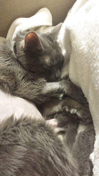 Curled up on my robe on the couch.