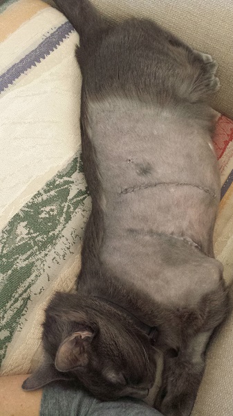 Stretching out on the cushion and touching me with his head and hands. He loved to be in physical contact with me, and he never touched me more than he did in those last three days of his life.