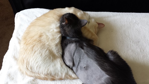 Ronnie James absolutely adored his Nounours. This picture was taken the day he died. It was the last time Nounours got to nurture his brother.