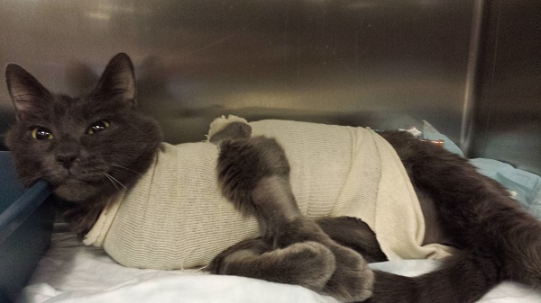 The Wrah-Wrah can chill with the best of them.