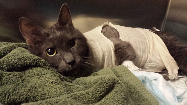 Ronnie James the day after surgery, off oxygen and resting in a kennel in the ICU.
