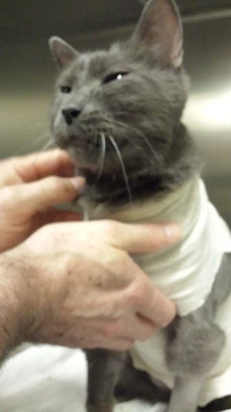 Daddy scritches are the best.